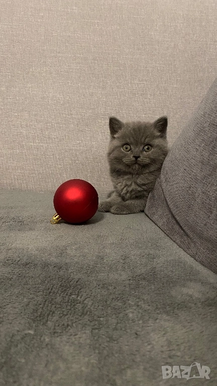 Британско късокосместо коте , снимка 1