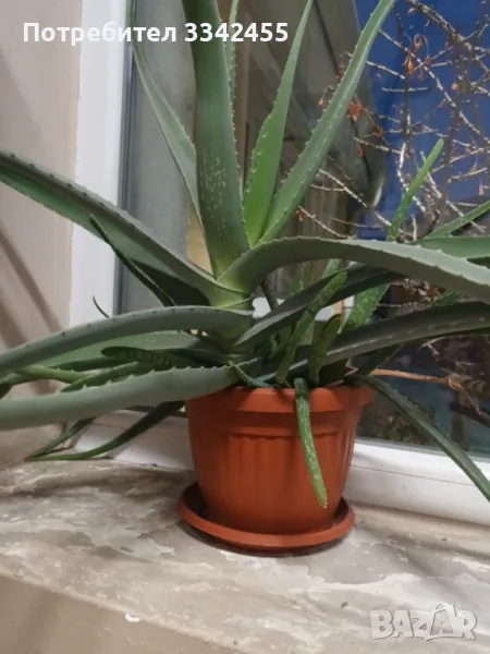 Растение Алое, снимка 1