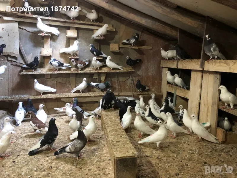 Пазарджишки високолетачи, снимка 1