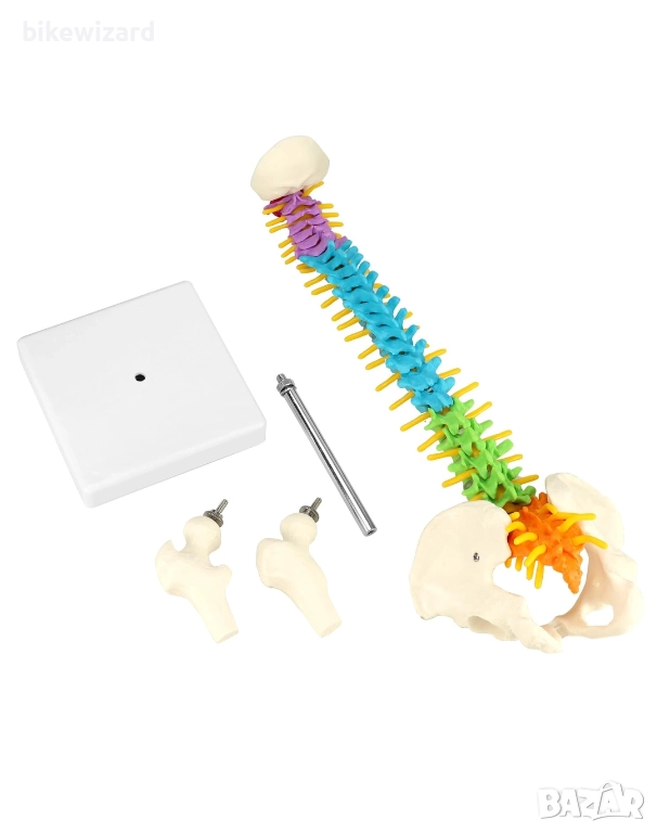 Гъвкав модел на човешки гръбнак с анатомични гръбначни нерви за студенти по медицина и преподаватели, снимка 1