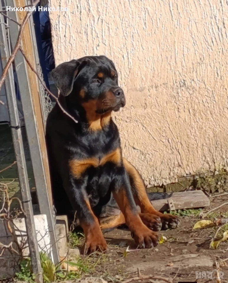 Ротвайлер , снимка 1