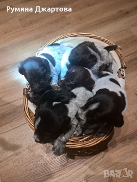 Продават се кученца порода дратхар , снимка 1