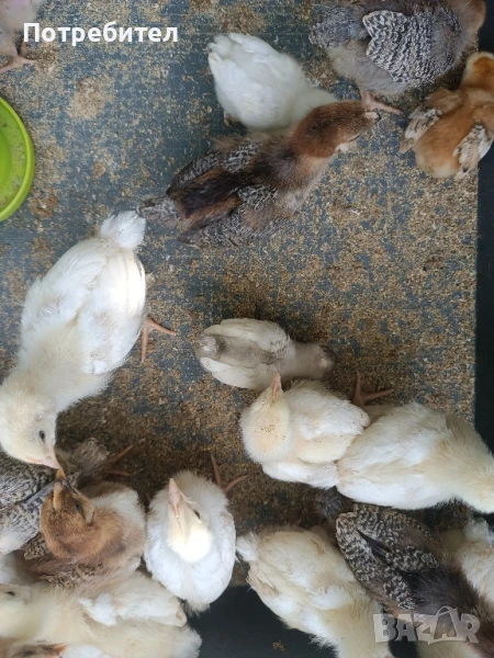 пилета, снимка 1