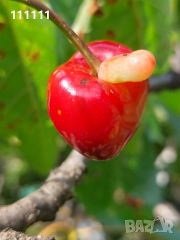 Череша уникат за колекционери и ценители , снимка 15 - Други ценни предмети - 41100414