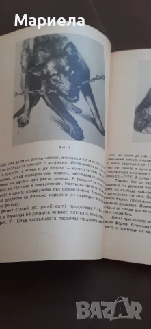 Инфекциозни заболявания при кучето, снимка 4 - За кучета - 50535058