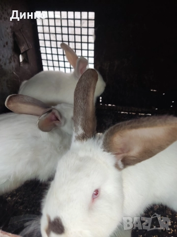 Продавам зайци , снимка 3 - Други - 52654279