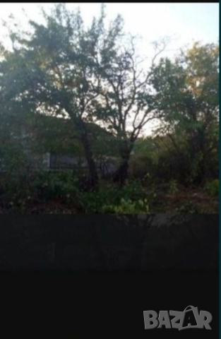 Рязане на дървета