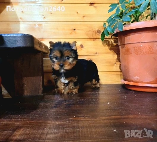 Йоркширски териер момче, снимка 3 - Йоркширски териер - 53221024