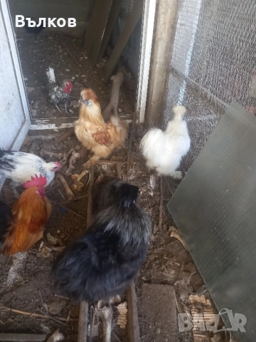 петлета копринки, снимка 2 - Кокошки и пуйки - 52444011