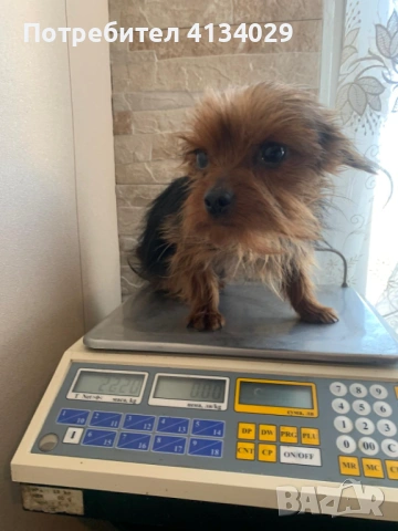 Две мини Йорки мъжки на 1 година и един стандартен мъжки, снимка 7 - Йоркширски териер - 53227851
