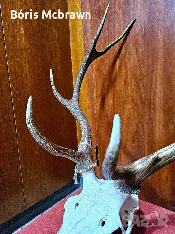 Уникален череп с рога от благороден елен – Колекционерски трофей, снимка 4 - Антикварни и старинни предмети - 53644427