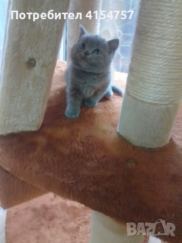 Британски принцеси, снимка 3 - Британска късокосместа - 52917554