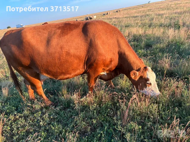 Продавам бременни месодайни кравикръстоски;търся съдружник, снимка 13 - Крави - 55771215