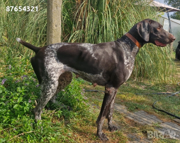 Курцхари, снимка 2 - Курцхаар - 52806772