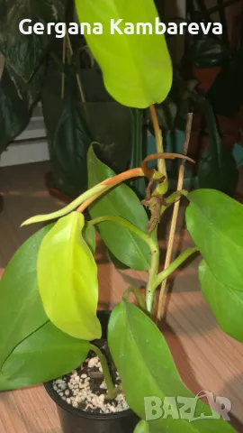 Philodendron Malay Gold , снимка 1 - Стайни растения - 48913842