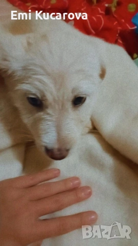 Куче на 5 месеца мъжко казва се Рафаел свикнал е на кратко име Рави! Има 1 ваксина, снимка 3 - Белгийска овчарка - 53029913