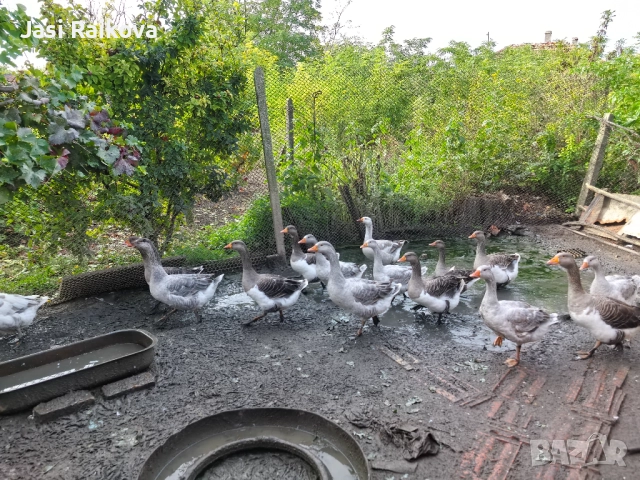 Патки/гъски , снимка 3 - други­ - 51950090