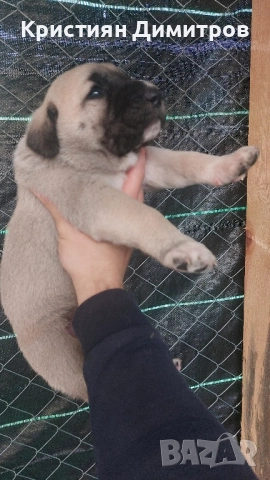Продават се .Чистокръвни кангалчета ., снимка 11 - Кангал - 52367410