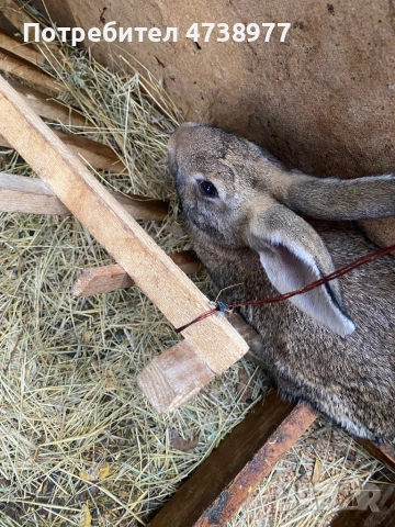 Зайци , снимка 12 - Други животни - 53488376