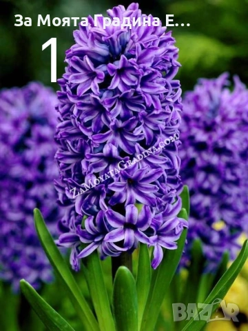 Зюмбюл , снимка 7 - Сортови семена и луковици - 53623512