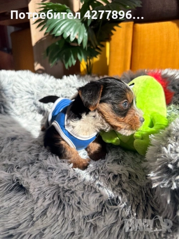 Бийвър йоркширски териер, снимка 4 - Йоркширски териер - 53834267