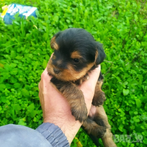 Мини  йоркширски териер!!, снимка 2 - Йоркширски териер - 52788877