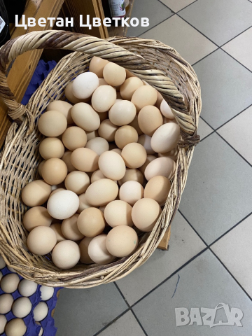 Домашни яйца. Разплодни яйца., снимка 6 - Домашни продукти - 44618193