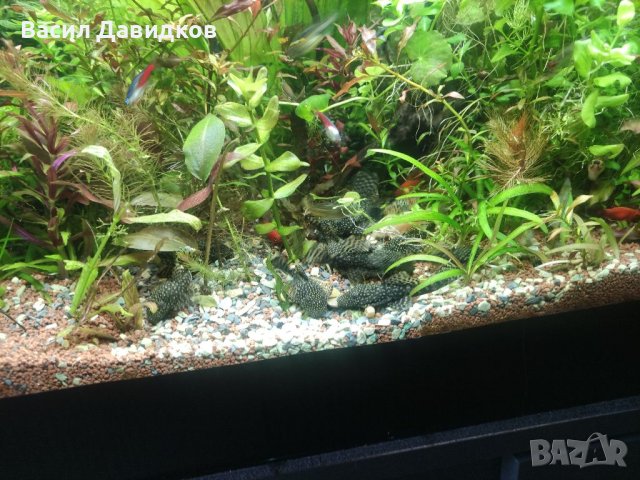 Аквариумни растения , имам и за езеро, снимка 12 - Рибки - 40911686