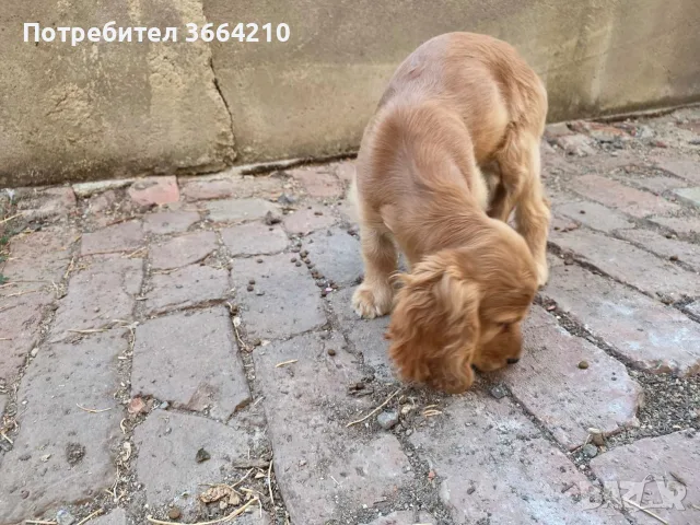 Малко куче Кокер Шпаньол мъжко, снимка 6 - Други - 55594842