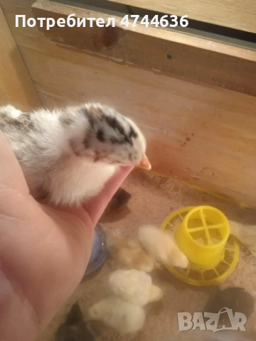 Кокошки, снимка 6 - други­ - 53574794