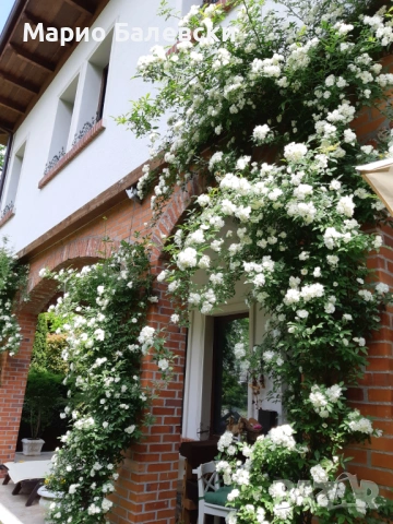 Озеленяване и поддръжка на градини , снимка 6 - Други - 53493481