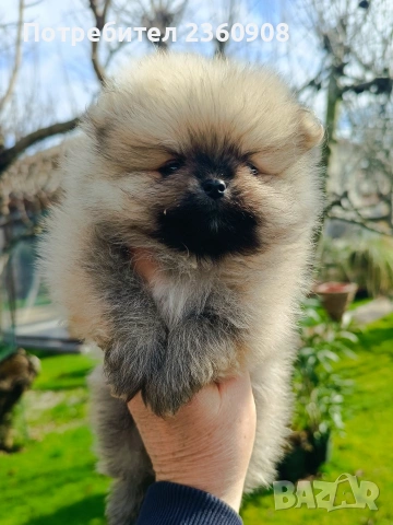 Померан, померанче, снимка 2 - Померан - 53483335
