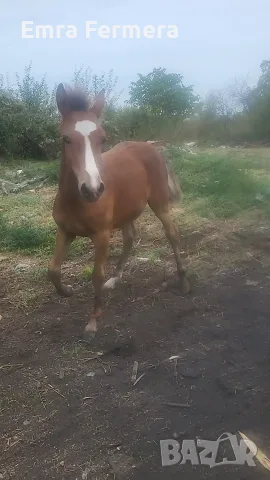 Кон/HORSE......