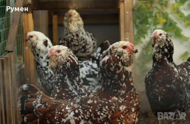 Кокошки Орловки, снимка 1