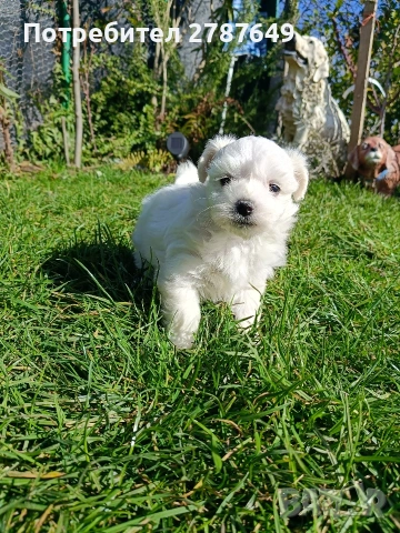 Малтийска Болонка, снимка 4 - Болонка - 53525124