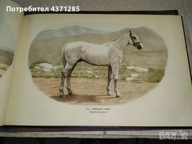 Альбом пород лошадей СССР - С.В.Афанасьев"1953  книга , снимка 12 - Художествена литература - 49216088