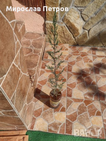 Дърво кипарѝс (Cupressus sempervirens), снимка 2 - Разсади - 40621758