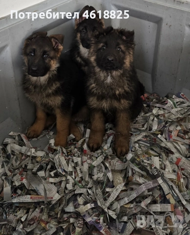 Немски овчарки Топ, снимка 5 - Немска овчарка - 53389024