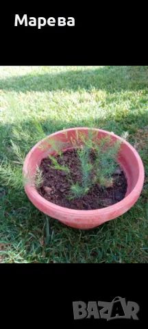 Цветя микс,външни основно и някои вътрешни. Цени на снимки , снимка 13 - Други - 47358248