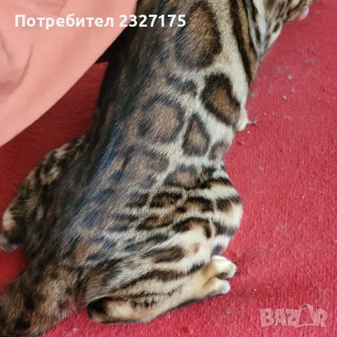 Бенгалска котка, снимка 14 - Бенгалски - 25815287
