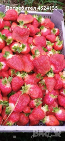 Продавам разсад ягоди и малини , снимка 8 - Сортови семена и луковици - 53738570