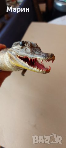 Препариран алигатор, снимка 8 - Антикварни и старинни предмети - 44460534