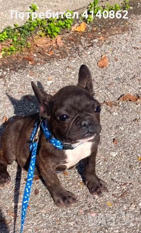 Френски Булдок на 6 месеца, снимка 2 - Френски булдог - 52893292