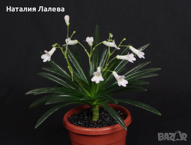 Примулина, primulina ophiopogoides