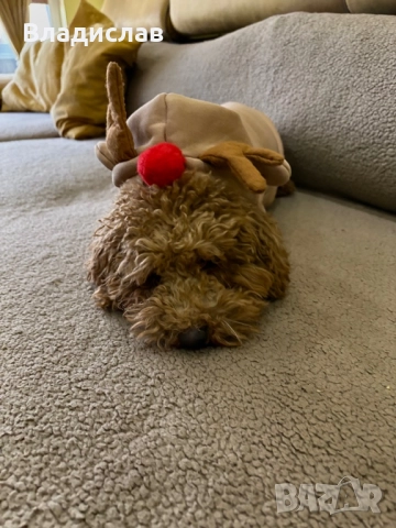 Той пудел на 1г и 4м , снимка 4 - Пудели - 52943954