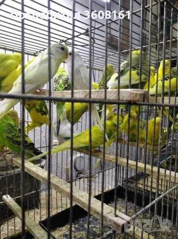 Вълнисти папагали, снимка 7 - Папагали - 50740489