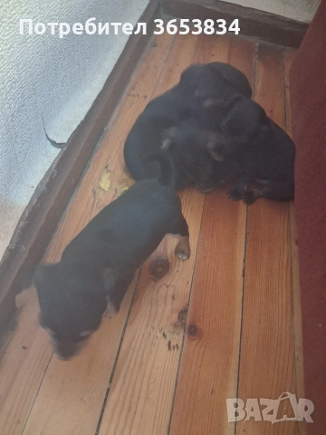 свободни за нови семейства , снимка 2 - Изгубени/намерени - 53766970