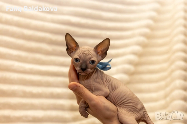 Мъжка котка сфинкс, снимка 2 - Сфинксове - 53167296