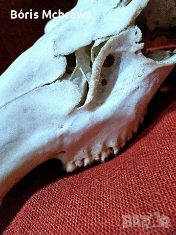 Уникален череп с рога от благороден елен – Колекционерски трофей, снимка 3 - Антикварни и старинни предмети - 53644427