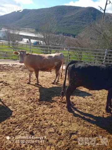 Продавам бременни юници, снимка 4 - Крави - 53636717